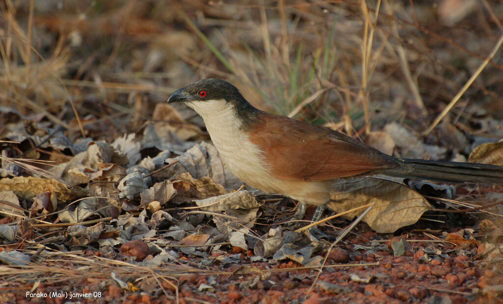 Coucal du Sénégaladulte