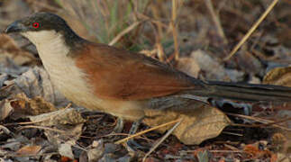 Senegal Coucal