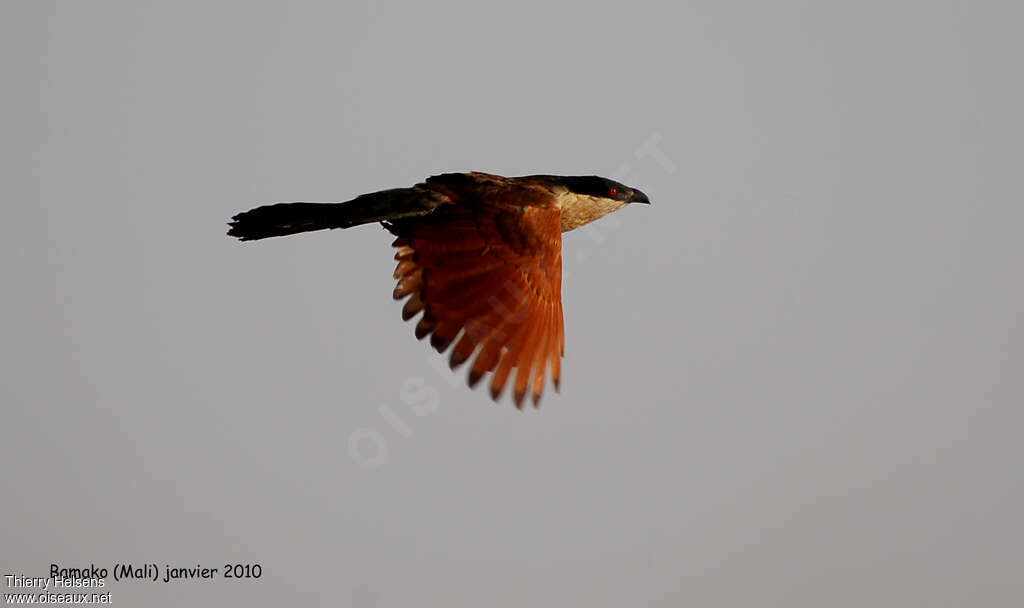 Coucal du Sénégaladulte, Vol