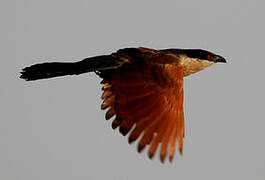 Coucal du Sénégal