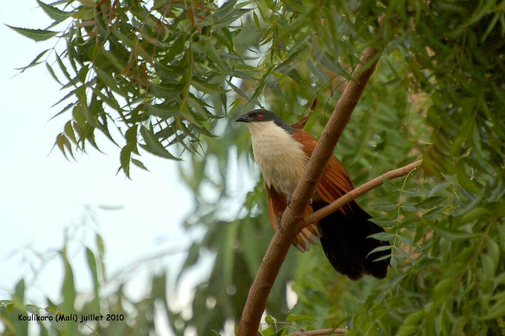 Senegal Coucaladult, identification