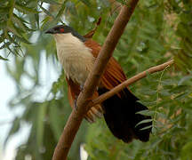 Senegal Coucal