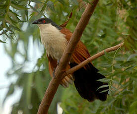 Coucal du Sénégal