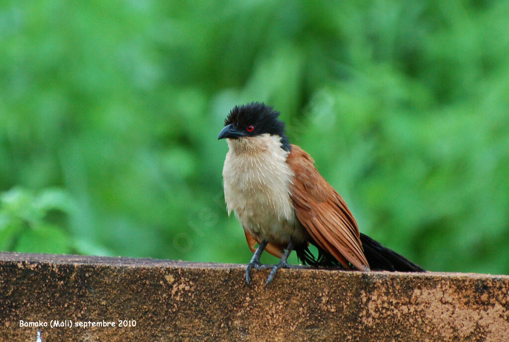 Coucal du Sénégaladulte, identification