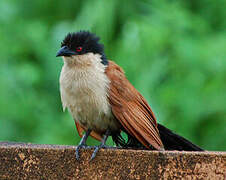 Coucal du Sénégal