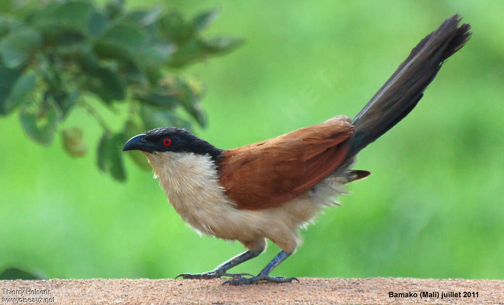 Coucal du Sénégaladulte, identification