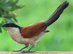 Coucal du Sénégal