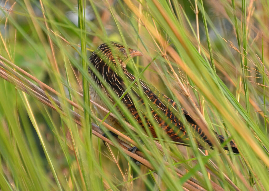 Black Coucaladult post breeding, identification