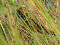 Coucal noir