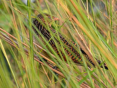 Black Coucal