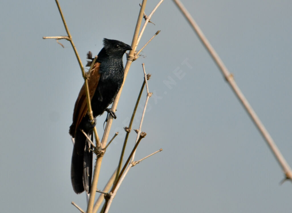 Black Coucaladult breeding, identification