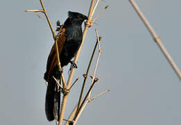 Black Coucal