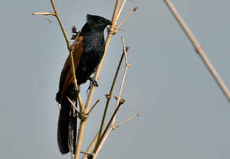 Coucal noir