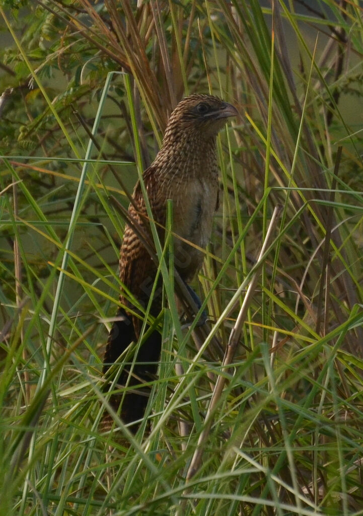 Coucal noiradulte internuptial, identification