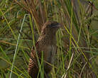 Coucal noir