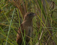 Coucal noir