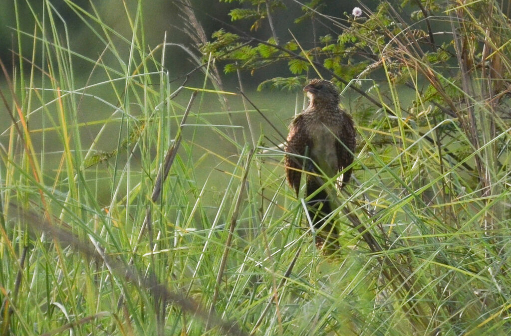 Black Coucal