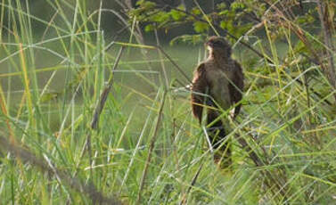 Coucal noir