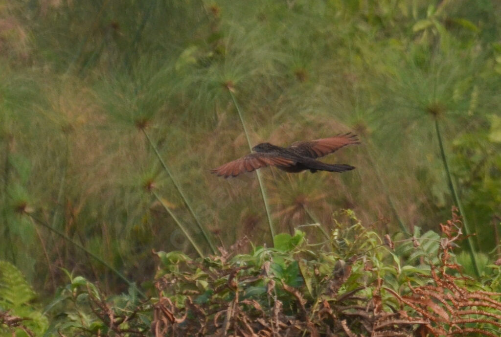 Coucal noiradulte nuptial, Vol