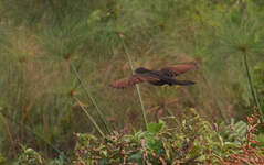 Coucal noir