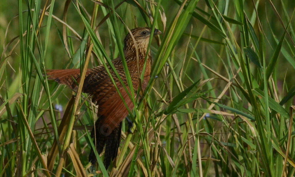 Coucal noiradulte internuptial, identification