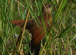 Coucal noir