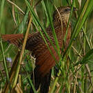 Coucal noir