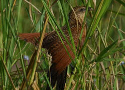 Black Coucal