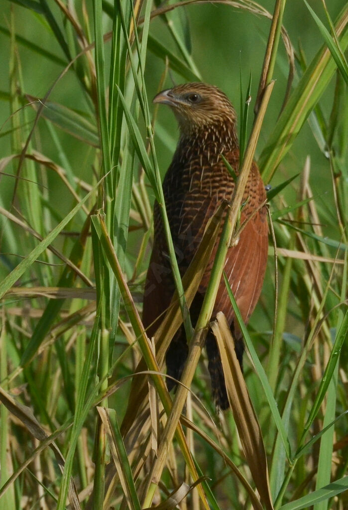 Black Coucaladult post breeding, identification