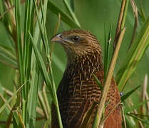 Black Coucal