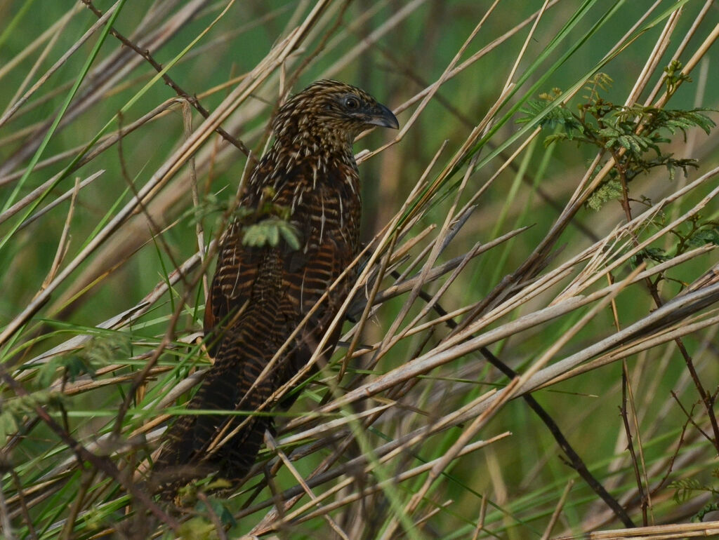 Coucal noiradulte internuptial, identification