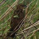 Coucal noir
