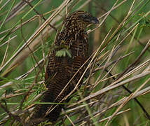 Coucal noir