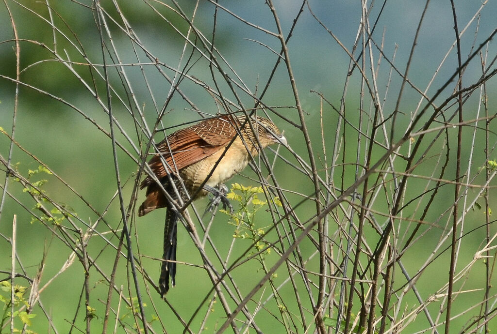 Coucal noiradulte internuptial, identification