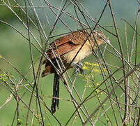 Coucal noir