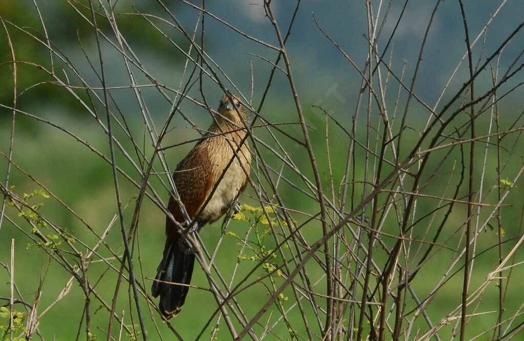 Coucal noiradulte internuptial, identification