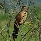 Coucal noir