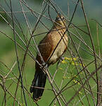 Coucal noir