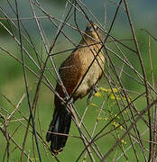 Black Coucal