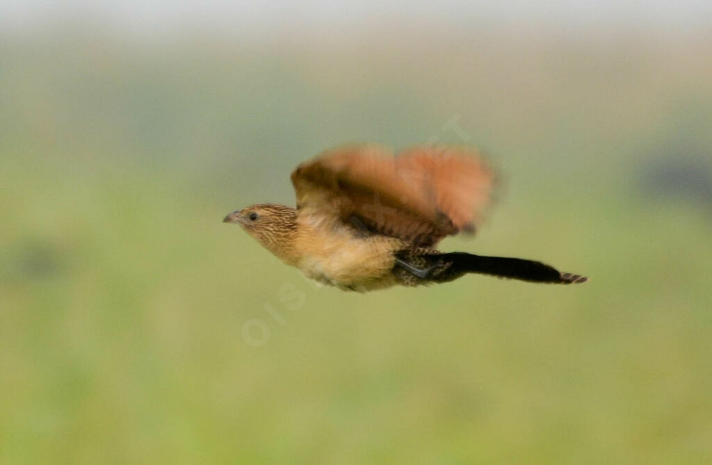 Black Coucal, Flight