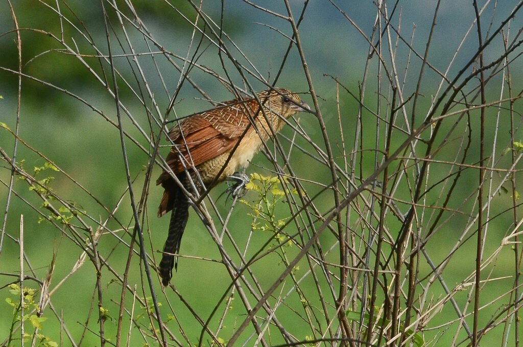 Coucal noiradulte internuptial, identification