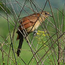 Coucal noir