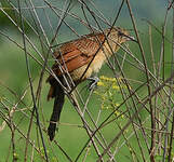 Coucal noir