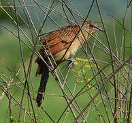 Coucal noir