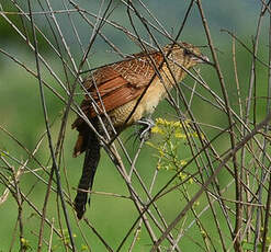 Coucal noir