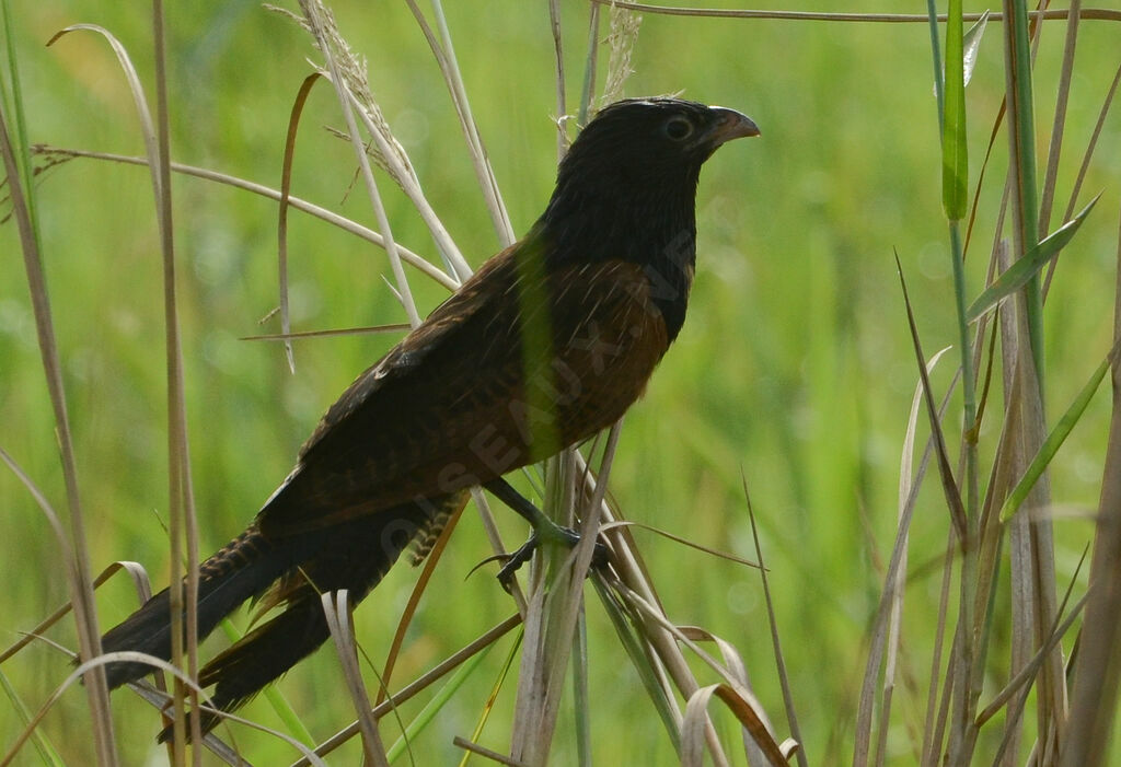 Coucal noiradulte, identification