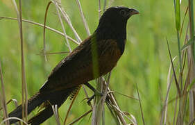 Coucal noir