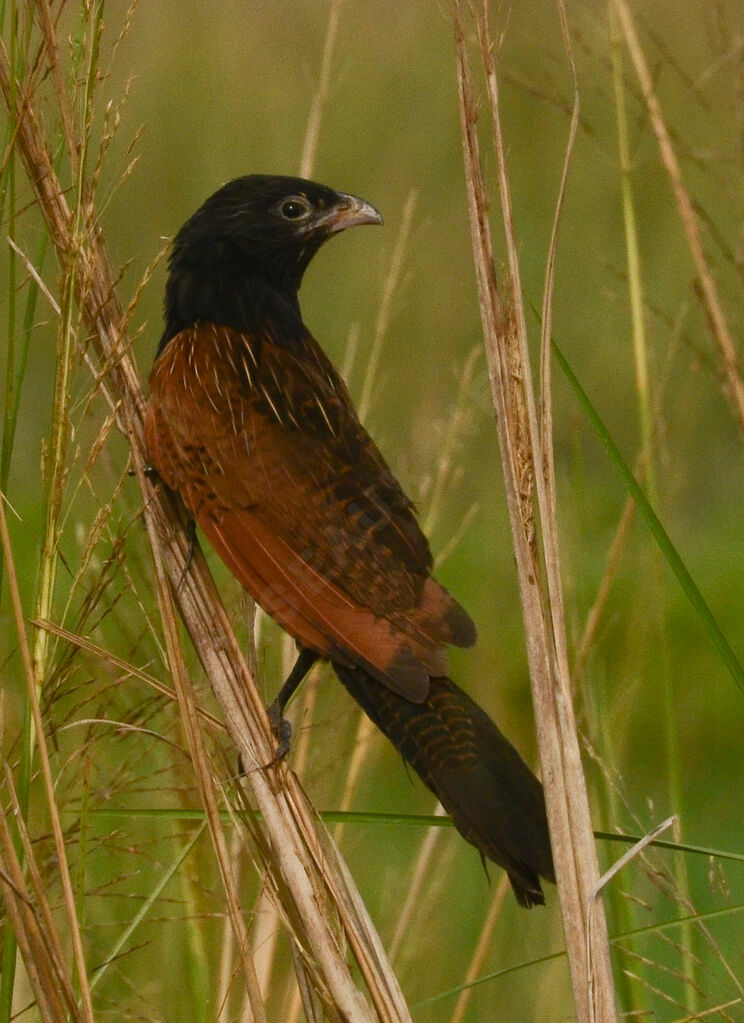 Coucal noiradulte, identification