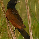 Coucal noir