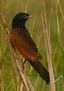 Coucal noir